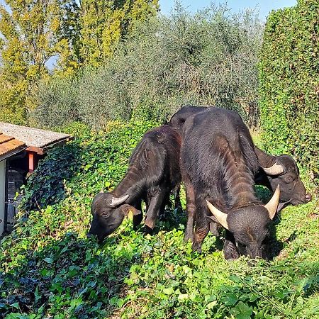 Romitorio Di Castiglione Del Lago Pozzuolo Екстер'єр фото